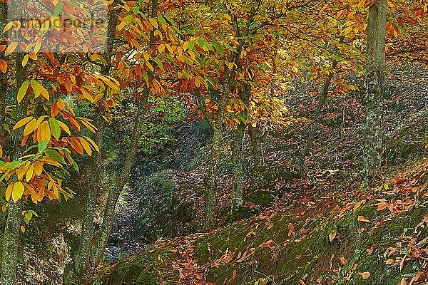 Herbst  Kastanienwald (Castanea sativa)  Valle del Genal  Genal-Tal  Flusstal des Genal  Serrania de Ronda  Provinz Malaga  Andalusien. Spanien