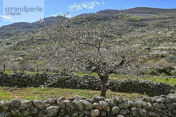 Kirschbäume (Prunus cerasus)  Kirschbäume in voller Blüte  Jerte-Tal  Provinz Caceres  Extremadura  Spanien  Europa