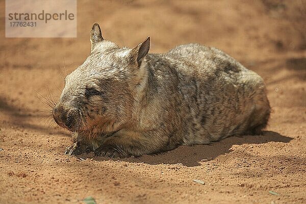 Südlicher haarnasiger Wombat  erwachsen  ruhend  Mount Lofty  Südaustralien (Lasiorhinus latifrons)  Australien  Ozeanien