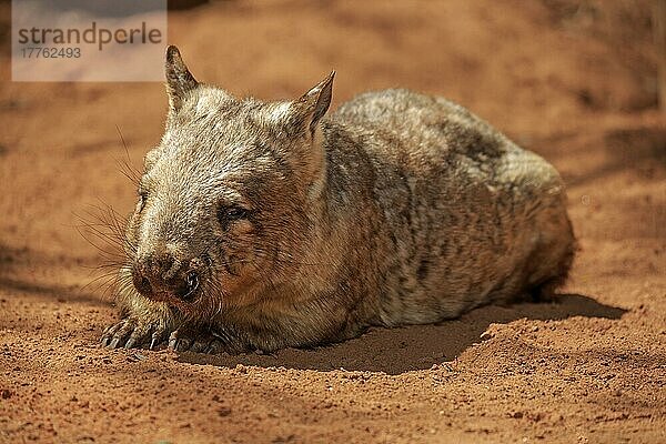 Südlicher haarnasiger Wombat  erwachsen  ruhend  Mount Lofty  Südaustralien (Lasiorhinus latifrons)  Australien  Ozeanien