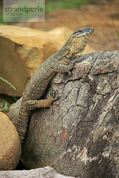 Rosenbergs Waran  adult  Parndana  Kangaroo Island  Südaustralien (Varanus rosenbergi)  Australien  Ozeanien