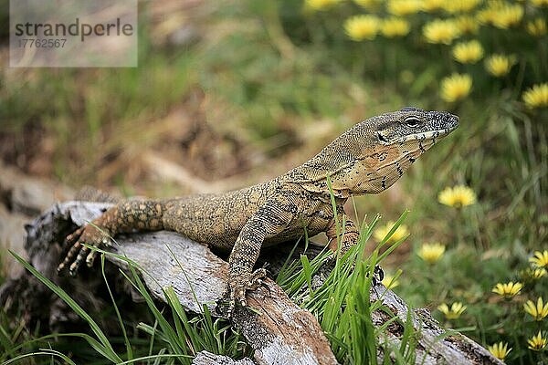 Rosenbergs Waran  adult  Parndana  Kangaroo Island  Südaustralien (Varanus rosenbergi)  Australien  Ozeanien