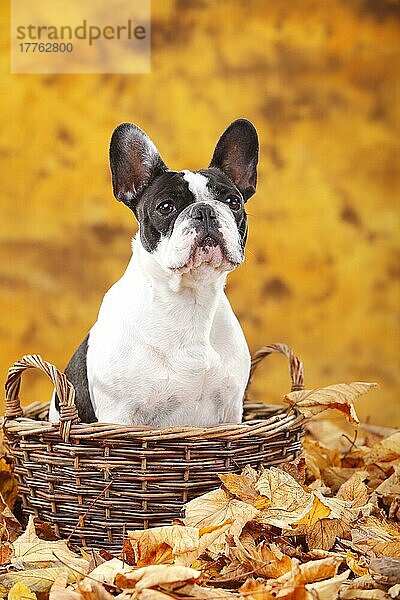 Französische Bulldogge  Hündin  Herbstlaub  Korb