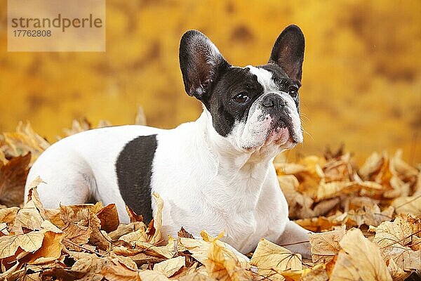 Französische Bulldogge  Hündin  Herbstlaub