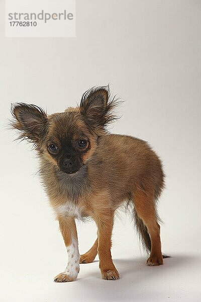 Chihuahua  Welpe  langhaarig  4 Monate