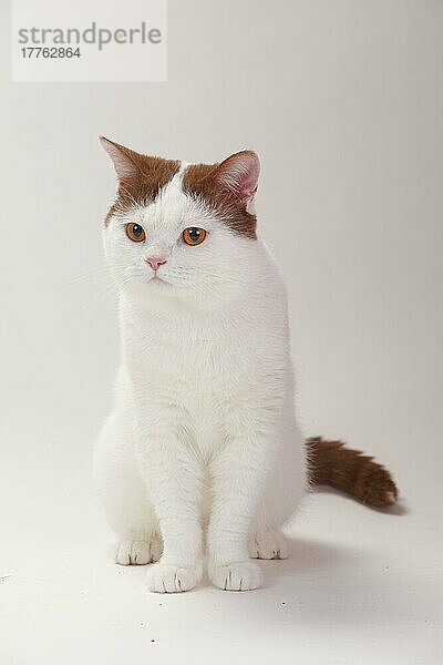 Britisch Kurzhaar Katze  Kater  zimt-weiß-van  Highlander  Lowlander  Britanica
