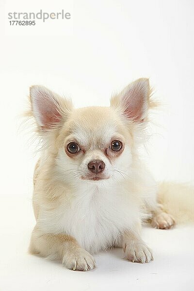 Chihuahua  langhaarig  isabell