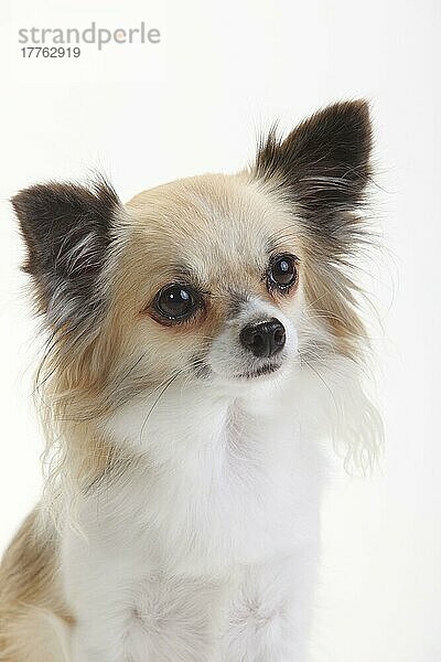 Chihuahua  langhaarig  weiss-beigesable