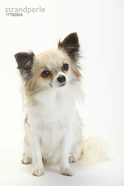 Chihuahua  langhaarig  weiss-beigesable