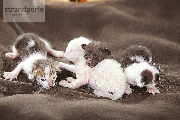 Orientalisch Kurzhaar-Katzen  mit Jungtieren  7 Tage