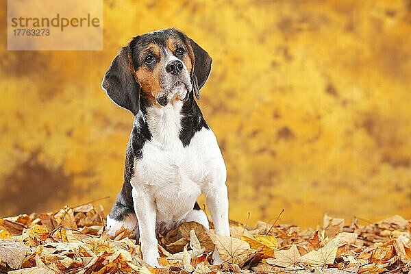 Beagle  Hündin  Herbstlaub