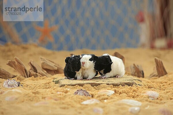 Sheltie-Meerschweinchen  schwarz-weiß  Jungtiere  Peruanisches Seidentier