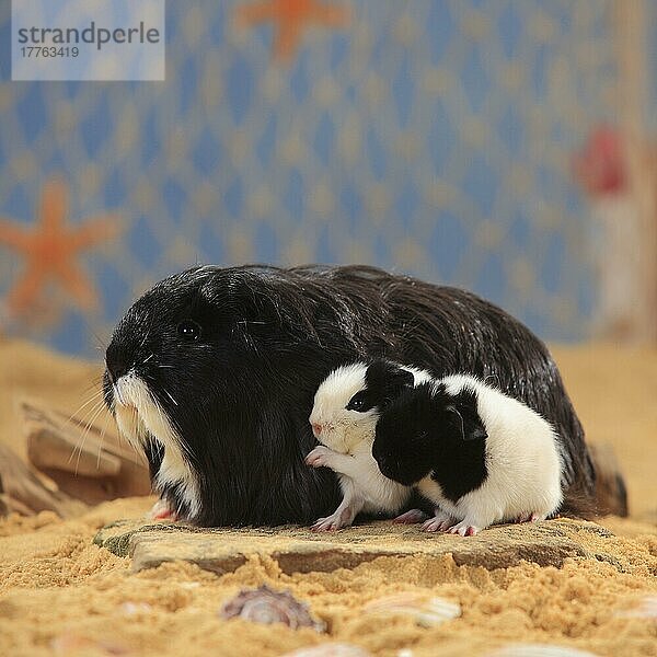 Sheltie-Meerschweinchen  schwarz-weiß und Jungtiere  Peruanisches Seidentier
