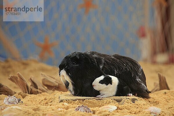 Sheltie-Meerschweinchen  schwarz-weiß mit Jungtier  Peruanisches Seidentier