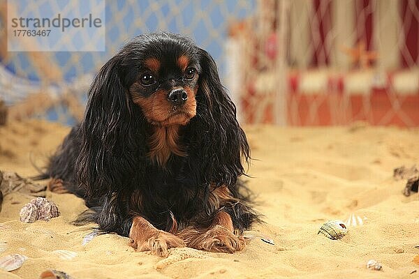 Cavalier King Charles Spaniel  Hündin  schwarz-braun