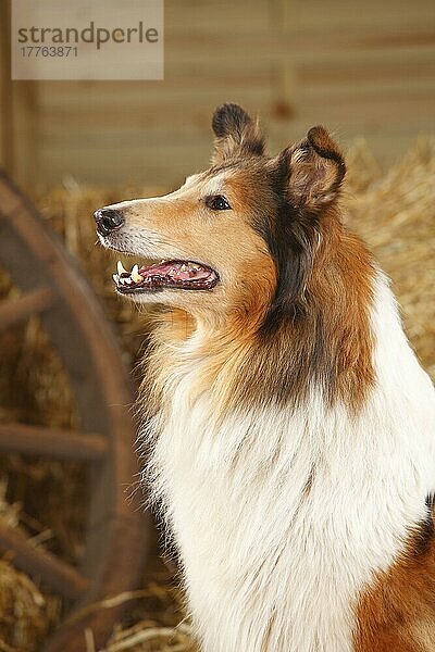 Schottischer Schäferhund  Hündin  10 Jahre alt  Collie  alter Hund