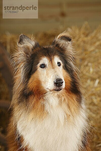 Schottischer Schäferhund  Hündin  14 Jahre alt  Collie  alter Hund