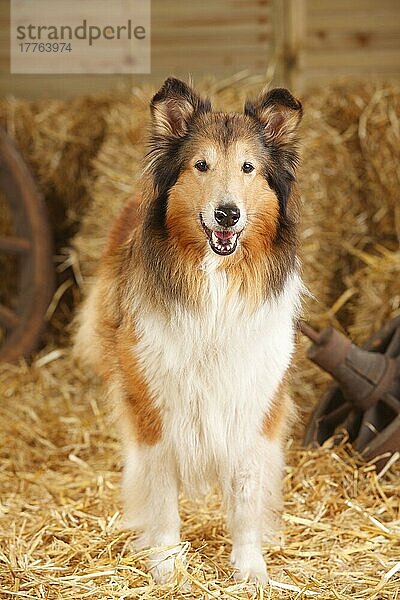 Schottischer Schäferhund  Hündin  10 Jahre alt  Collie  alter Hund
