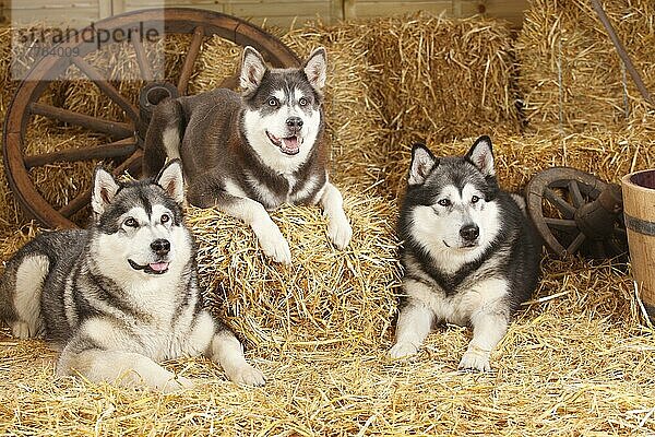 Alaskan Malamutes