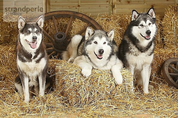 Alaskan Malamutes