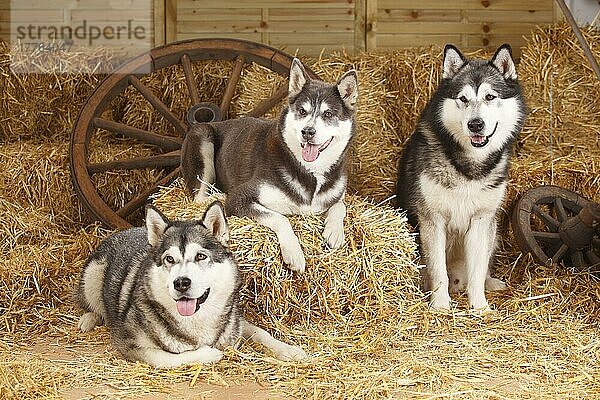 Alaskan Malamutes