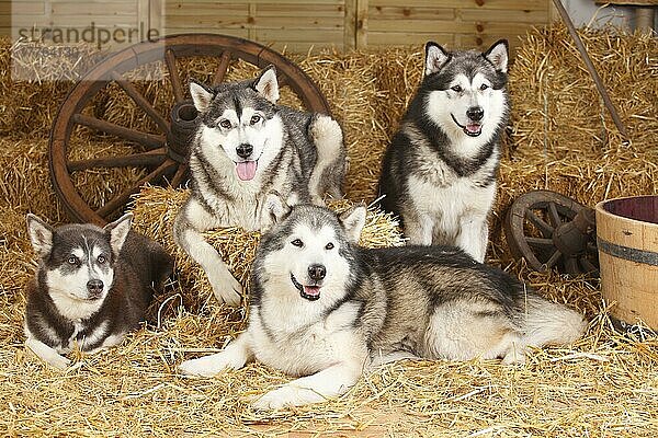 Alaskan Malamutes