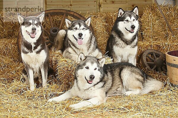 Alaskan Malamutes