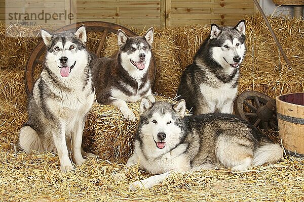 Alaskan Malamutes