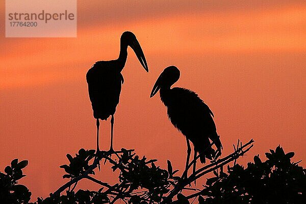 Mohrenklaffschnabel  Mohren-Klaffschnabel  Mohrenklaffschnäbel (Anastomus lamelligerus)  Storch  Tiere  Vögeln Open-billed Stork two adults  perched on branches at roost  sil