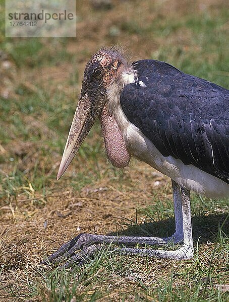 Marabu-Storch (Leptoptilos crumeniferus) Rastend