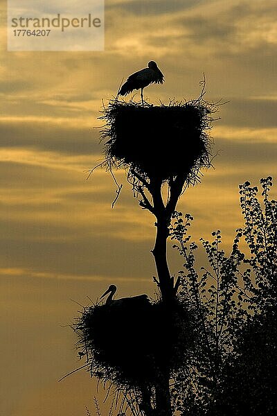 Weißstorch  Weißstörche (Ciconia ciconia)  Weisstorch  Weisstörche  Storch  Tiere  Vögel  White Stork two adults  at nests in tree  Silhouette at sunset  Spain