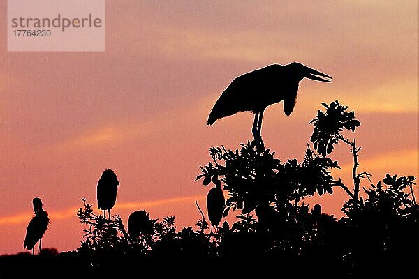 Marabu-Storch (Anastomus lamelligerus) (Leptoptilos crumeniferus) adult  mit Afrikanischem Offenschnabelstorch als Baumsilhouette bei Sonnenuntergang  Godikwe-Lagune  Okavango-Delta  Botswana  Afrika