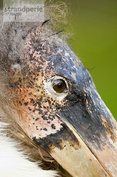 Erwachsener Marabu-Storch (Leptoptilos crumeniferus)  Nahaufnahme des Kopfes  Kenia  Afrika