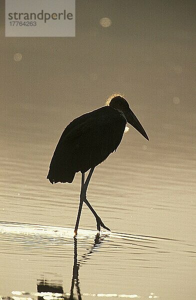 Marabu-Storch (Leptoptilos crumeniferus) Im Abendlicht  Nukuru-See  Kenia  Afrika