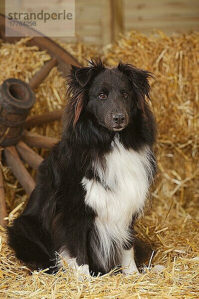 Sheltie  Rüde  schwarz-weiß  Shetland Sheepdog  alter Hund
