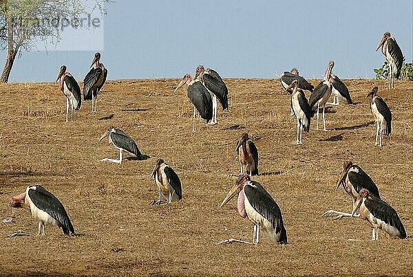 Marabu-Storchenherde (Leptoptilos crumeniferus)  am Hang rastend  Awassa-See  Großer Grabenbruch  Äthiopien  April  Afrika