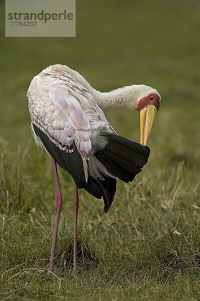 Afrikanischer Nimmersattnische (Mycteria ibis) Nimmersatte  Storch  Tiere  Vögel  Yellow-billed Stork adult in breeding plumage  preening  Lake Nakuru  Kenya