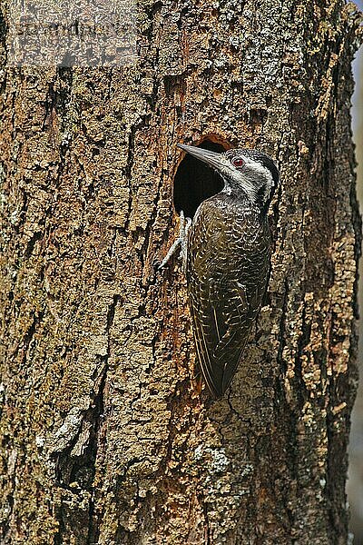 Bartspecht (Dendropicos namaquus)  erwachsenes Weibchen  am Nestloch im Baumstamm  Kenia  Afrika