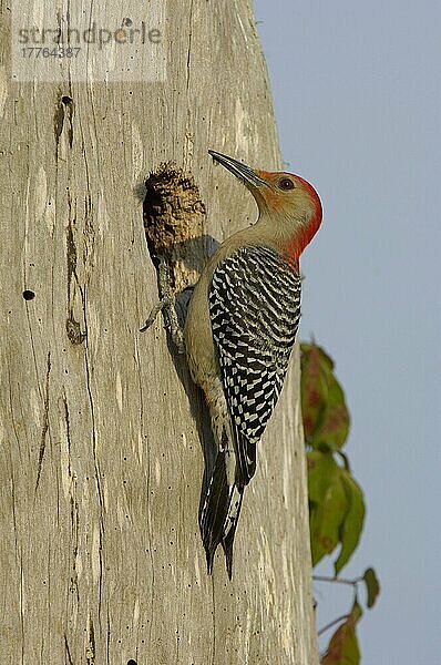 Rotbauchspecht (Melanerpes carolinus)  erwachsenes Männchen  am Nesthocker  Florida (U.) S. A