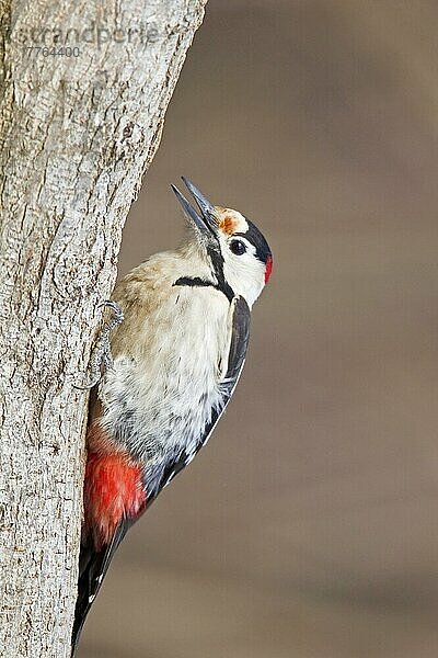 Syrischer Specht (Dendrocopos syriacus) erwachsenes Männchen  fressend  am Baumstamm haftend  Bulgarien  Januar  Europa