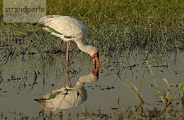 Afrikanischer Nimmersattnische (Mycteria ibis) Nimmersatte  Storch  Tiere  Vögel  Yellow-billed Stork adult searching for food  Chobe River  Botswana  Afrika