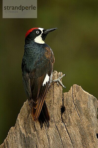 Eichelspecht  Eichelspechte (Melanerpes formicivorus)  Spechtvögel  Tiere  Vögel  Spechte  Acorn Woodpecker Adult  Arizona (U.) S. A