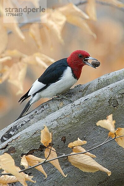 Erwachsener Rotkopfspecht (Melanerpes erythrocephalus)  Eichel in Buche (U.) S. A. Herbst