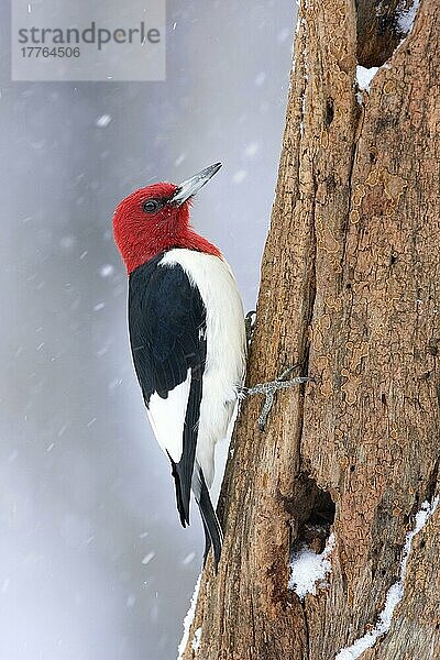 Erwachsener Rotkopfspecht (Melanerpes erythrocephalus)  an Wildkirschstamm im Schnee festhaltend (U.) S. A. Winter