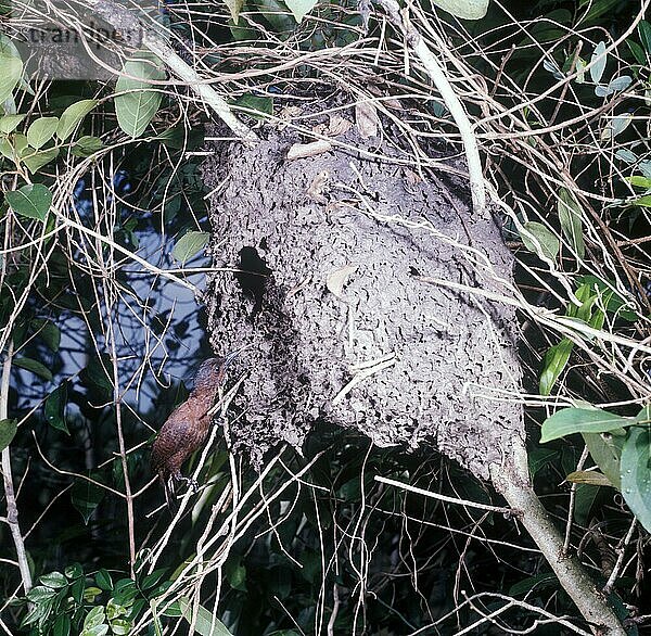 Erwachsener Rostspecht (Celeus brachyurus jerdonii)  nistet im Nest der Baumameise (Crematogaser sp.)  Sri Lanka  Asien