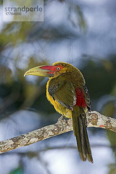 Safranarassel (Baillonius bailloni) erwachsen  auf einem Ast sitzend  Brasilien  Südamerika