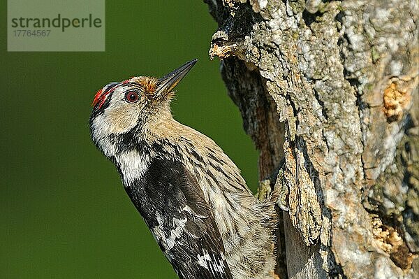 Kleinspecht (Dendrocopus minor)  erwachsenes Männchen  am Eingang des Nestlochs  Bulgarien  Europa