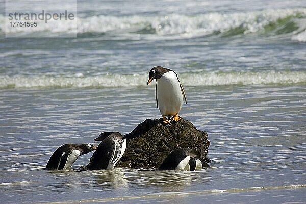Eselspinguin  Eselpinguin  Eselspinguine (Pygoscelis papua)  Eselpinguine  Pinguine  Tiere  Vögel  Gentoo Penguin  nest  Falkland islands
