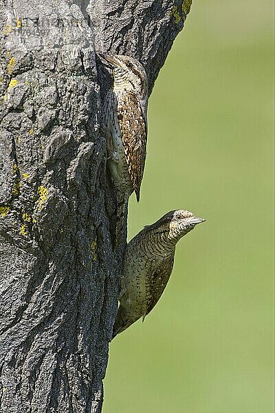 Eurasischer Wendehals (Jynx torquilla)  erwachsenes Paar  am Nesthöhleneingang im Baumstamm  Bulgarien  Mai  Europa