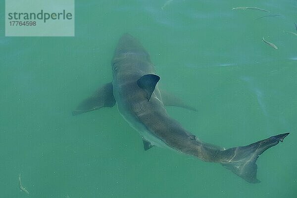 Erwachsener Weißer Hai (Carcharodon charcharias)  schwimmt unter der Meeresoberfläche  Südafrika  März